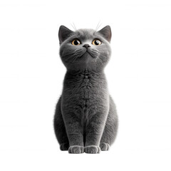 Charming gray cat portrait indoor animal cozy environment front view pet concept for cat lovers on transparent background