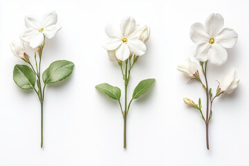 Three white flowers on a white background.