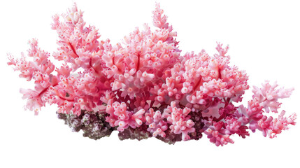 Fototapeta premium Pink Coral Reef: A close-up captures the intricate beauty of vibrant pink coral, a thriving underwater ecosystem.