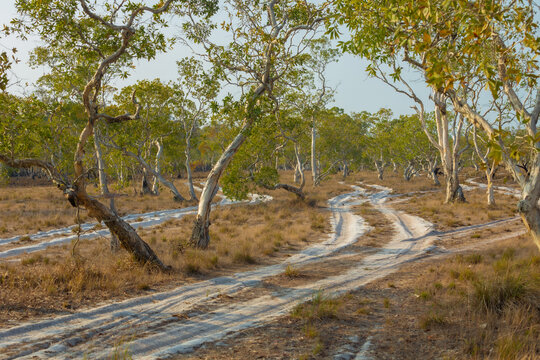 Koh Phra Thong Savannah, you can take a car to visit the large savanna grassland with dwarf celandine forests, one of the Unseen Thailand tourist attractions in Kura Buri District, Phang Nga