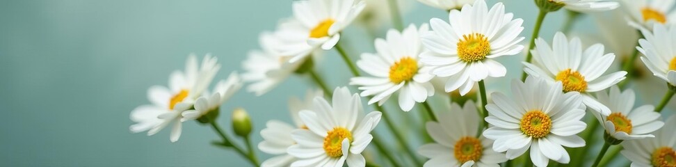 Fototapeta premium Delicate white gypsophila flowers in a bouquet, bloom, isolated