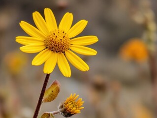 Close-up of a vibrant yellow daisy-like flower with a blurred background showing other flowers.