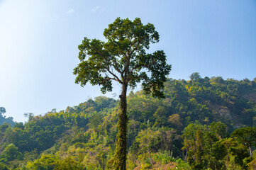 A Tree on hill at Remakri, Thanchi, Banda