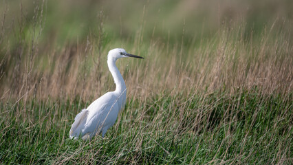Egretta garzetta - Little Egret - Aigrette garzette