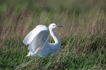 Egretta garzetta - Little Egret - Aigrette garzette