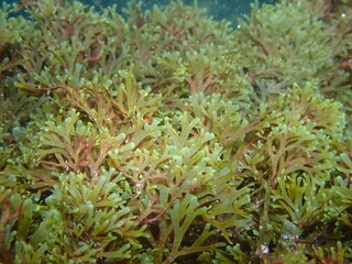 Fototapeta premium Alga asiática invasora
