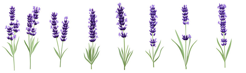 Naklejka premium Set of lavender flowers on a transparent background