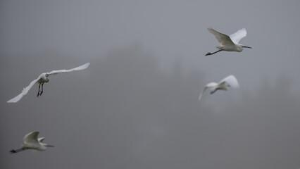 Egretta garzetta - Little Egret - Aigrette garzette