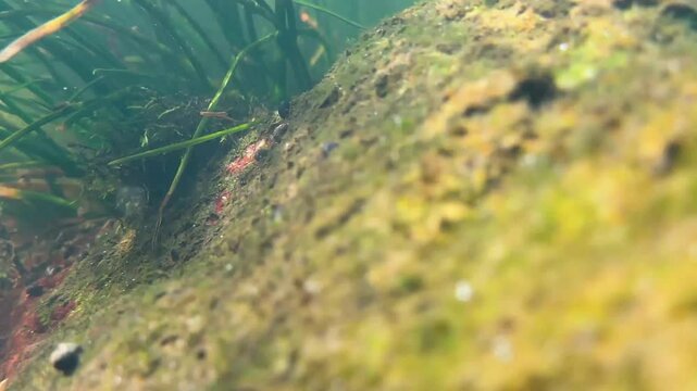 View of fast mountain river from the surface of water to the bottom. Stones in stirring algae and covered with river shells. Wildlife