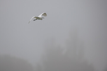 Egretta garzetta - Little Egret - Aigrette garzette