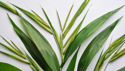 Obraz premium Nature's Leafy Symphony: An overhead composition reveals a curated arrangement of verdant leaves, each blade a testament to nature's artistry. A visual feast celebrating form, texture.