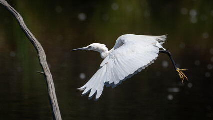 Egretta garzetta - Little Egret - Aigrette garzette