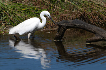Egretta garzetta - Little Egret - Aigrette garzette