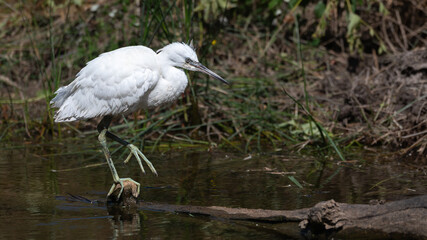 Egretta garzetta - Little Egret - Aigrette garzette