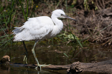 Egretta garzetta - Little Egret - Aigrette garzette