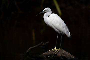Egretta garzetta - Little Egret - Aigrette garzette