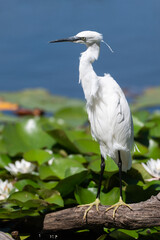 Egretta garzetta - Little Egret - Aigrette garzette