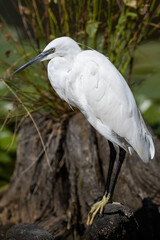 Egretta garzetta - Little Egret - Aigrette garzette