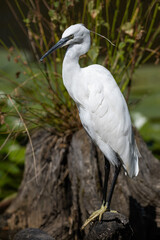 Egretta garzetta - Little Egret - Aigrette garzette