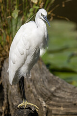 Egretta garzetta - Little Egret - Aigrette garzette