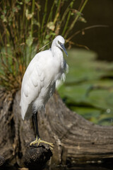 Egretta garzetta - Little Egret - Aigrette garzette