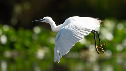 Egretta garzetta - Little Egret - Aigrette garzette