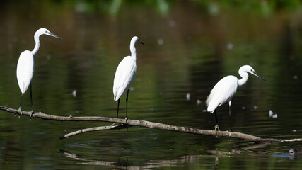 Egretta garzetta - Little Egret - Aigrette garzette
