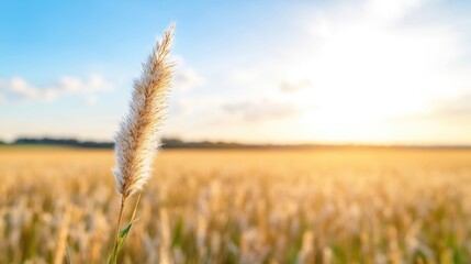 Naklejka premium Golden wheat field at sunset (4)