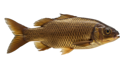 Isolated Big Gold Carp Wild Fishing Sea Png