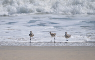 Three sandpipers walk in the surf searching for food on the beach of Assateague Island in Virginia