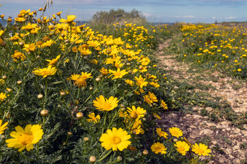 Glebionis coronaria on the Mediterranean coast in sunny weather during spring. Flora Israel