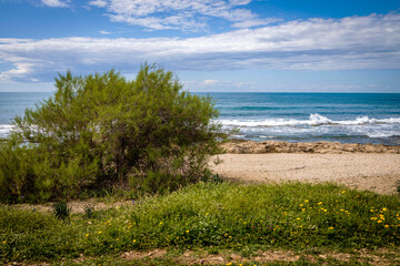 Tamarix africana, or African tamarisk, along the Mediterranean coastline in spring. Flora of Israel.