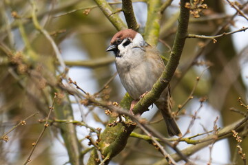 Feldsperling bei der Futtersuche