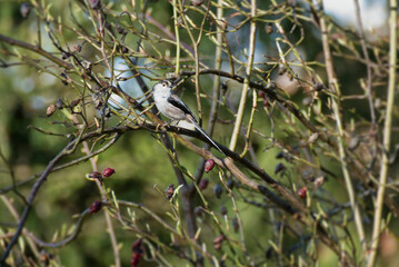 Long-tailed tit (Aegithalos caudatus) sitting on a tree branch in Zurich, Switzerland