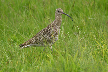 Großer Brachvogel