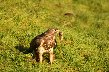 Mäusebussard