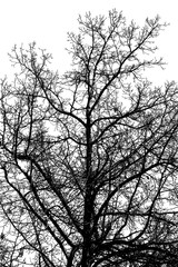 Black and white illustration of an old oak tree on a white background