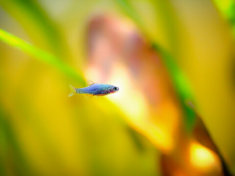 young small baby microrasbora galaxy, galaxy rasbora freshwater fish is often as often referred as pearl danio margaritatus, rasbora galaxy or celestial pearl danio in nature aquarium