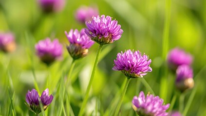 Fototapeta premium Close-up of vibrant pink wildflowers in a lush green meadow, bathed in sunlight.