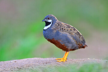 beautiful and proud of colorful bird standing on sand dune over green grass, male blue-breasted or king quail