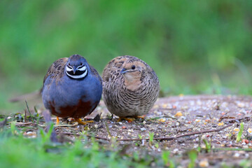 oval birds sitting together in early morning dueing mating season, blue-breasted or chinese quails taken in Thailand