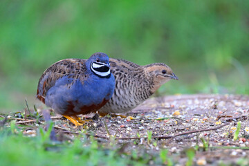 birds in mating day, beautiful male and female of blue-breasted quail sitting together while foraging in early morning