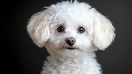 Close-up of a fluffy white dog with expressive eyes