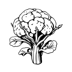 Vibrant Black and White Illustration of a Majestic Flourishing Head of Cauliflower Flora