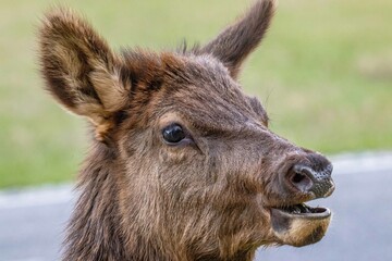 Fototapeta premium elk