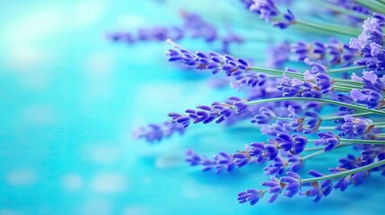 Lavender bouquet on teal background