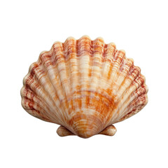 Fototapeta premium Beautiful scallop shell on a transparent background