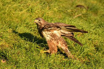Mäusebussard
