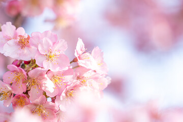 桜の花