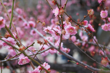 大阪城公園にて美しく咲く梅の花